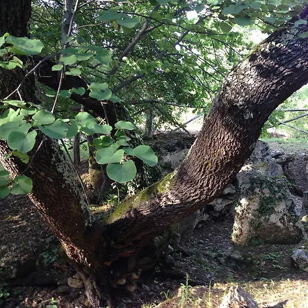 Casetta Tartuchino Semproniano Buitenkant foto